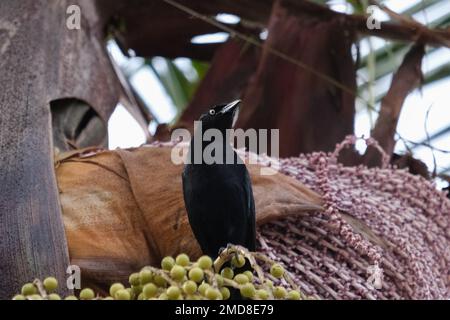 Die Karibik-Grackle (Quiscalus lugubris). Ein schwarzer Vogel steht auf dem Baum in Guatape, Kolumbien. Stockfoto