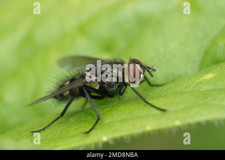 Detaillierte Nahaufnahme einer kleinen europäischen parasitären Tachiniden Fliege, Nemorilla floralis, die auf einem grünen Blatt sitzt Stockfoto