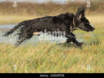 cockerspaniel läuft im Wasser Stockfoto