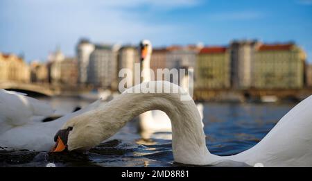 Weißer Schwan am Ufer der Moldau. Stockfoto