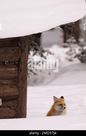 Red Fox sitzt neben einer Hütte, Montana Stockfoto