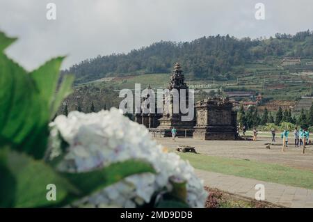 Banjarnegara, Indonesien - 20. Januar 2023: Touristen besuchen den Candi Arjuna Hindu-Tempel auf dem Dieng-Plateau. Stockfoto