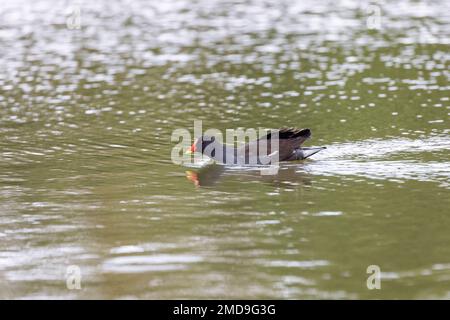 Moorhen [ Gallinula chloropus ] schwimmend auf Teich mit Reflexion Stockfoto