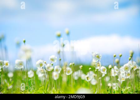 Anemonoides nemorosa, Holzanemone, Windblume, Thimbleweed, und riechen Fuchs auf der Wiese gegen den Himmel. Blume in Blüte, Frühling blühenden Strauß wild Stockfoto