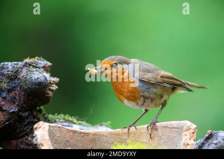 Europäischer Robin [ Erithacus rubecula ] auf zerbrochenem Terrakotta-Topf mit Mehlwurm im Schnabel/Schirm Stockfoto