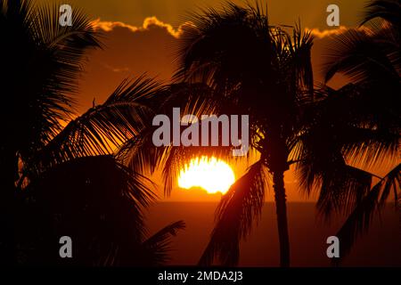 Lebhafter Sonnenuntergang durch Palmen an einem tropischen Strand Stockfoto