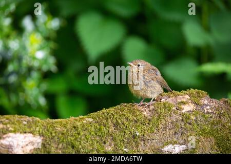 Europäischer Robin [ Erithacus rubecula ] Juvenile auf mossem Baumstamm Stockfoto