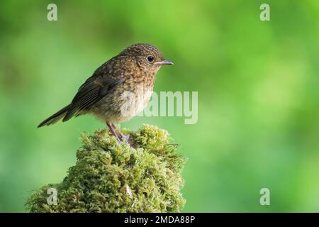 Europäischer Robin [ Erithacus rubecula ] Juvenil auf moosem Stumpf Stockfoto