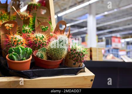 Dekorative kleine Kakteen in einem Pflanzenladen. Exotische Zimmerpflanzen Stockfoto