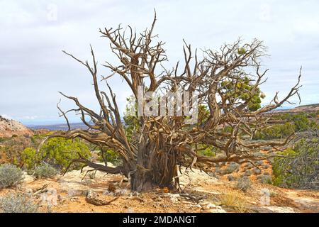 Verwundene Utah Juniper Skeleton in der Wüste im Canyonlands-Nationalpark in Utah Stockfoto