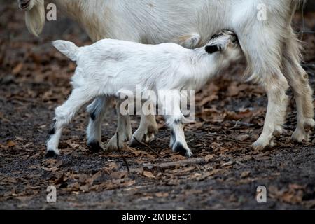 Ein kleines weißes Ziegenbaby, das von seiner Mutter pflegt Stockfoto