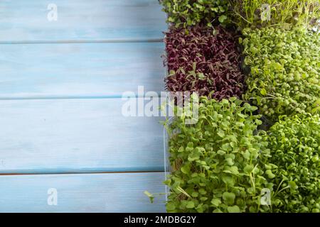 Set mit Kisten mit mikrogrünen Amaranthen-, Rucola-, Brunnenkresse, Senf, mizuna und Kohlrabi-Kohl auf blauem Holzhintergrund. Seitenansicht, verstanden Stockfoto