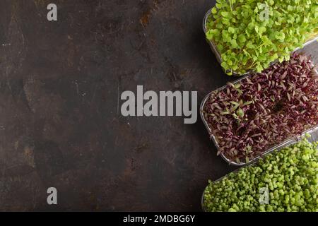 Set von Boxen mit mikrogrünen Sprossen aus Amaranth, Rucola, Senf auf schwarzem Beton Hintergrund. Draufsicht, flach liegend, Kopierbereich. Stockfoto