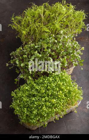 Set mit Kisten mit mikrogrünen Sprossen von Brunnenkresse, mizuna und Kohlrabi auf schwarzem Betonhintergrund. Seitenansicht, Nahaufnahme. Stockfoto