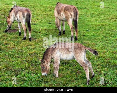 Das junge Przewalski-Pferd (Equus ferus przewalskii) mit zwei Weibchen, die weiden, Bayern, Deutschland Stockfoto