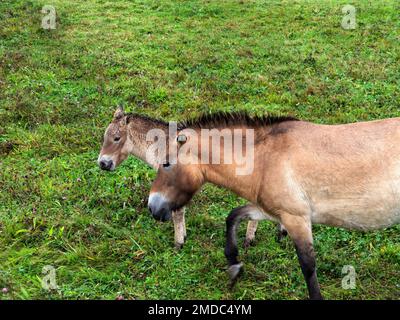 Mare und Fohlen von Przewalski-Pferden (Equus ferus przewalskii) auf einer Wiese, Bayern, Deutschland Stockfoto