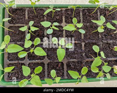 Nahaufnahme- und Übersichtsansicht von Papayasetzlingen in quadratischen Anbaumodulen. Stockfoto