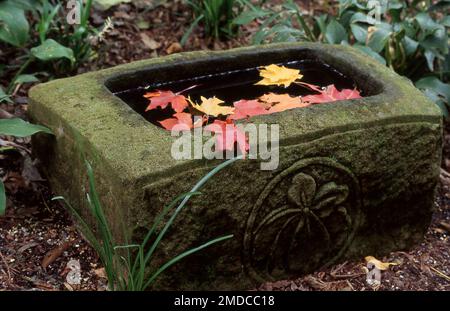 KLEINER MOOSBEGRENZTER GARTENTEICH MIT HERBSTBLÄTTERN, DIE AUF DER OBERFLÄCHE SCHWEBEN. AUSTRALIEN. Stockfoto