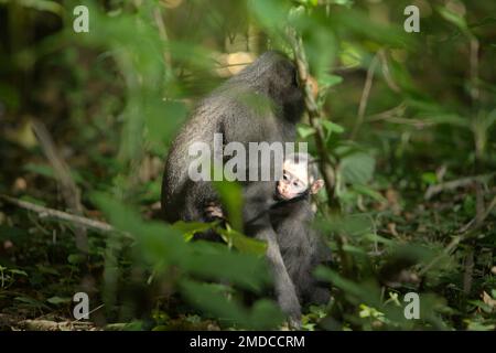 Eine Erwachsene weibliche Sulawesi-Makake (Macaca nigra) kümmert sich um ihre Nachkommen, während sie auf dem Waldboden im Naturschutzgebiet Tangkoko, North Sulawesi, Indonesien, sitzt. Die Wechselwirkungen zwischen ökologischen und sozialen Faktoren haben laut einer Forschungsarbeit von Wissenschaftlern des Macaca Nigra Project einen signifikanten Einfluss auf das Überleben von makaken Nachkommen. Einer der wichtigsten sozialen Faktoren ist die Anzahl der Frauen in der Gruppe. „Makaken-Kammgruppen mit mehr erwachsenen Frauen sind besser in der Lage, Ressourcen gegen andere Gruppen zu verteidigen“, schrieben sie. Stockfoto