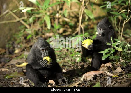 Junge Sulawesi-Schwarzkammmakaken (Macaca nigra) essen Früchte, da sie auf dem Waldboden im Naturschutzgebiet Tangkoko, North Sulawesi, Indonesien, liegen. Die Wechselwirkungen zwischen ökologischen und sozialen Faktoren haben laut einer Forschungsarbeit von Wissenschaftlern des Macaca Nigra Project einen signifikanten Einfluss auf das Überleben von makaken Nachkommen. Einer der wichtigsten ökologischen Faktoren ist der Klimawandel. „Der Klimawandel in jeder Jahreszeit beeinflusst die Verfügbarkeit und Verteilung von Lebensmitteln, die die täglichen Reichtümer und Aktivitäten der Primaten verändern werden. Zu diesen Änderungen gehören Stockfoto