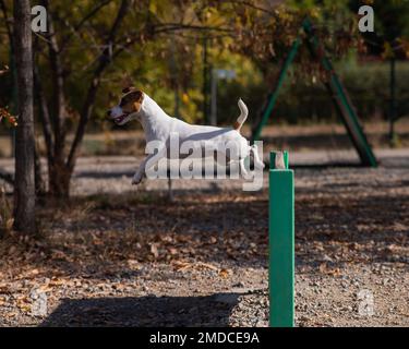 Jack Russell Terrier Hund springt über eine Holzbarriere auf einem Hundespielplatz. Stockfoto