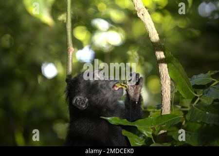 Ein Sulawesi-Schwarzkammmakaken (Macaca nigra) sieht auf, während es im Tangkoko-Wald, North Sulawesi, Indonesien, isst. Die Wechselwirkungen zwischen ökologischen und sozialen Faktoren haben laut einer Forschungsarbeit von Wissenschaftlern des Macaca Nigra Project einen signifikanten Einfluss auf das Überleben von makaken Nachkommen. Einer der wichtigsten ökologischen Faktoren ist der Klimawandel. „Der Klimawandel in jeder Jahreszeit beeinflusst die Verfügbarkeit und Verteilung von Lebensmitteln, die die täglichen Reichtümer und Aktivitäten der Primaten verändern werden. Zu diesen Änderungen gehören die Zusammensetzung der Nahrung, die Fütterungsintensität und die Bandbreite Stockfoto