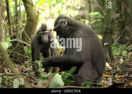 Ein junger Sulawesi hat einen schwarzen Makaken im Vordergrund einer älteren Person im Naturschutzgebiet Tangkoko, North Sulawesi, Indonesien. Basierend auf Daten, die aus einer Reihe von Tests von drei erwachsenen Kammmakaken in Gefangenschaft gesammelt wurden, enthüllten Primatologen, dass Sulawesi-Kammmakaken empfindlich für den sozialen Status anderer Personen sind. Ein Makake mit Kammmuscheln „neigt dazu, länger zu reagieren, wenn er Gesichter von unbekannten hochrangigen Personen sieht“, so der Bericht, „was darauf hindeuten könnte, dass sie einige Informationen über den sozialen Status von unbekannten Personen wahrnehmen können, die Gesichter verwenden... Stockfoto