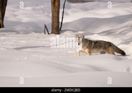 Coyote im Winter, Yellowstone-Nationalpark Stockfoto