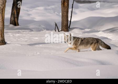 Coyote im Winter, Yellowstone-Nationalpark Stockfoto