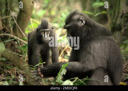 Ein junger Sulawesi hat einen schwarzen Makaken im Vordergrund einer älteren Person im Naturschutzgebiet Tangkoko, North Sulawesi, Indonesien. Basierend auf Daten, die aus einer Reihe von Tests von drei erwachsenen Kammmakaken in Gefangenschaft gesammelt wurden, enthüllten Primatologen, dass Sulawesi-Kammmakaken empfindlich für den sozialen Status anderer Personen sind. Ein Makake mit Kammmuscheln „neigt dazu, länger zu reagieren, wenn er Gesichter von unbekannten hochrangigen Personen sieht“, so der Bericht, „was darauf hindeuten könnte, dass sie einige Informationen über den sozialen Status von unbekannten Personen wahrnehmen können, die Gesichter verwenden... Stockfoto