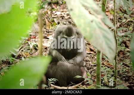 Sulawesi-Schwarzkammmakaken (Macaca nigra) pflegen den Waldboden im Naturschutzgebiet Tangkoko, North Sulawesi, Indonesien. Frauen dieser endemischen Spezies in Nord-Sulawesi haben 2,5-mal pro Stunde Affiliative Interaktionen (einschließlich Körperpflege), und mehr als 60% dieser Interaktionen hatten Körperkontakt, laut einem Team von Primaten-Wissenschaftlern unter der Leitung von Julie Dubosq in ihrem Forschungspapier im American Journal of Primatology. Die Frauen waren in einen Kampf mit einer anderen Frau verwickelt, ungefähr einmal pro Stunde, und sie näherten sich den Partnerinnen ungefähr fünf... Stockfoto