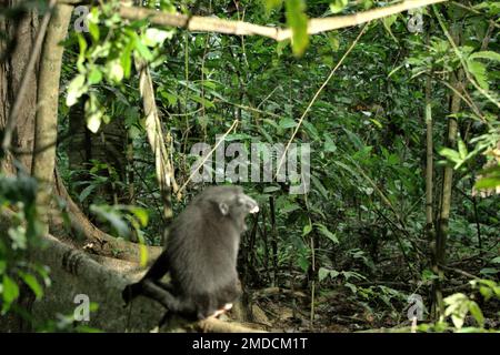 Tiefland-Regenwald am Fuße des Tangkoko-Berges, im Vordergrund eines Sulawesi-Schwarzkammmakaken (Macaca nigra), der allein sitzt und ein schreiendes, weit öffnendes Mundwerk im Norden Sulawesi, Indonesien zeigt. Die Wechselwirkungen zwischen ökologischen und sozialen Faktoren haben laut einer Forschungsarbeit von Wissenschaftlern des Macaca Nigra Project einen signifikanten Einfluss auf das Überleben von makaken Nachkommen. Einer der wichtigsten ökologischen Faktoren ist der Klimawandel. „Der Klimawandel in jeder Jahreszeit beeinflusst die Verfügbarkeit und Verteilung von Lebensmitteln, die sich ändern... Stockfoto