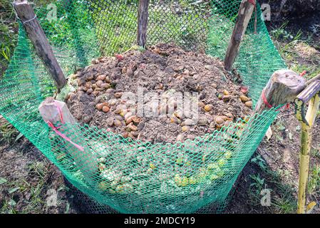 Biokompostierung – frischer Bioabfall und Kompost im Garten mit Lebensmittelabfällen und Obst vermischt mit Boden zur Verwendung als Dünger für Kulturpflanzen Stockfoto