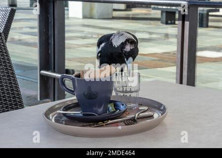 Foto einer Magpie, die auf einem Tisch im Freien nach Essen sucht, nachdem das Diner ihren Teller und Becher vergessen hatte Stockfoto