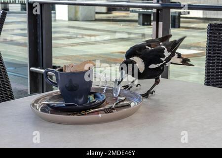 Foto einer Magpie, die auf einem Tisch im Freien nach Essen sucht, nachdem das Diner ihren Teller und Becher vergessen hatte Stockfoto