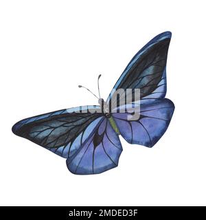 Blauer und violetter Schmetterling mit detaillierten Flügeln auf weißem Hintergrund. Aquarell handgezeichnete realistische Insektenlustration für Design-Banner, Post Stockfoto