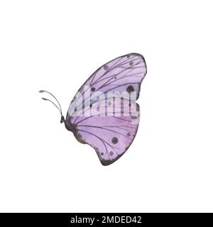 Violetter Schmetterling mit detaillierten Flügeln auf weißem Hintergrund. Aquarell handgezeichnete realistische Insektenlustration für Design-Banner, Poster. Stockfoto