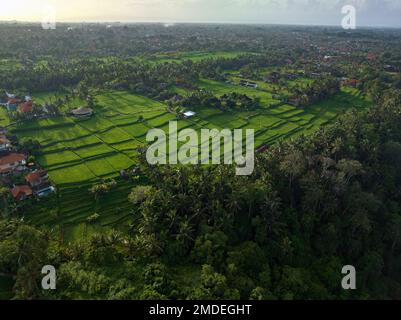 Rice Terrace, Ubud, Bali, Indonesien. Draufsicht Stockfoto