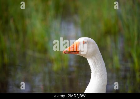 Eine weiße Hausgans in Schilf in einem Feuchtgebiet in Central New South Wales, Australien Stockfoto