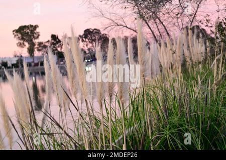 Kans Grass im Los Gatos Creek County Park - Camden Pond 3 Stockfoto