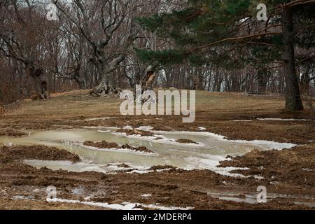 Waldpfützen Eis, Schnee schmilzt im März auf dem Boden. Natürlicher, ruhiger, authentischer Hintergrund. Warme Brauntöne. Ein leerer Wald ohne Menschen, Frieden A. Stockfoto