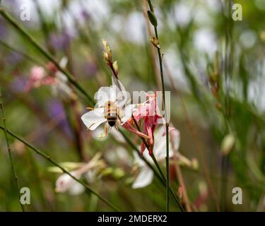 Eine Biene in einer rosafarbenen weißen Blume der Wirbelschmetterlingspflanze, die bestäubt, in einem australischen Cottage Garden an der Küste Stockfoto