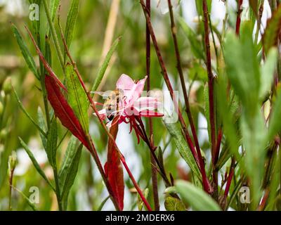 Eine Biene in einer rosafarbenen Gaura-Blume der Wirbelschmetterlingspflanze, bestäubend, in einem australischen Cottage Garden an der Küste Stockfoto