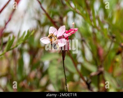 Eine Biene in einer rosafarbenen Gaura-Blume der Wirbelschmetterlingspflanze, bestäubend, in einem australischen Cottage Garden an der Küste Stockfoto