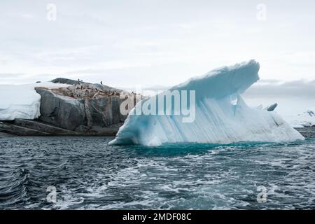 Ein riesiger und atemberaubend strukturierter Eisberg bewegt sich majestätisch vorbei an einer Kolonie von Gentoo-Pinguinen (Pygoscelis papua), die am felsigen Ufer nisten. Stockfoto