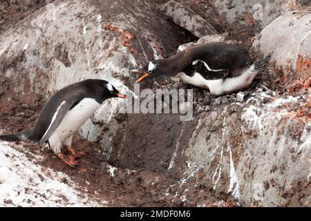 Ein Gentoo-Pinguin (Pygoscelis papua), der auf einem Nest aus kleinen Kieseln sitzt, schnappt sich einen anderen Pinguin an, der versucht, einige der hart erkämpften Steine zu stehlen. Stockfoto