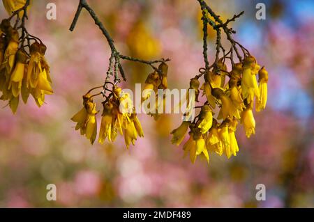 Nahaufnahme der einheimischen gelben Kowhai-Blumen, Sophora microphylla Stockfoto