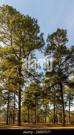 Der wunderschöne Ford Park in Shreveport, Louisiana, bietet eine alte historische Lokomotive Stockfoto