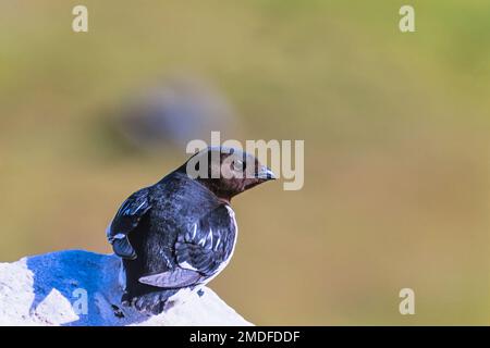 Ein kleiner Auk auf einem sonnigen Felsen, der zur Seite schaut Stockfoto