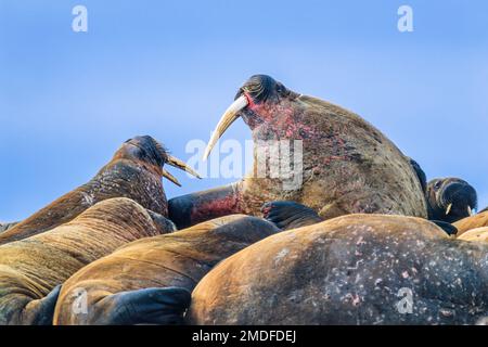 Eine Gruppe von Spaziergängern an einem Strand in der Arktis Stockfoto